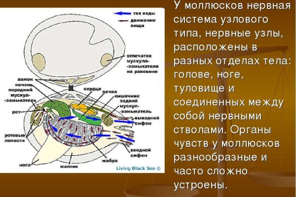 Кракен телеграмм канал